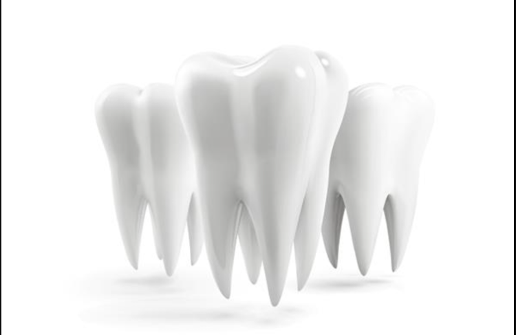 دندان آسیاب کدام است؟